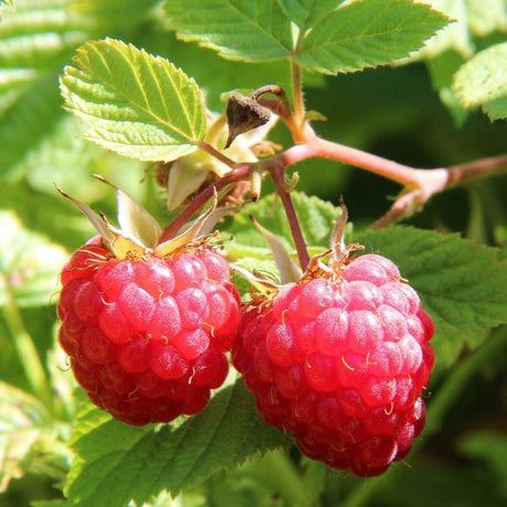 September Raspberry Bush