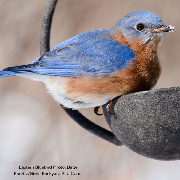 Audubon&reg; Native Northern Bayberry