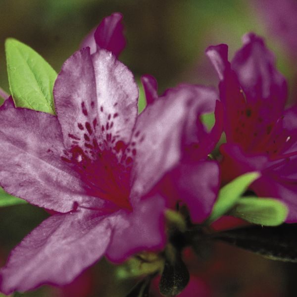 Korean Rhododendron