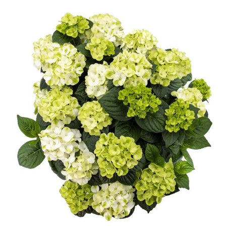 Grin and Tonic&trade; Bigleaf Hydrangea