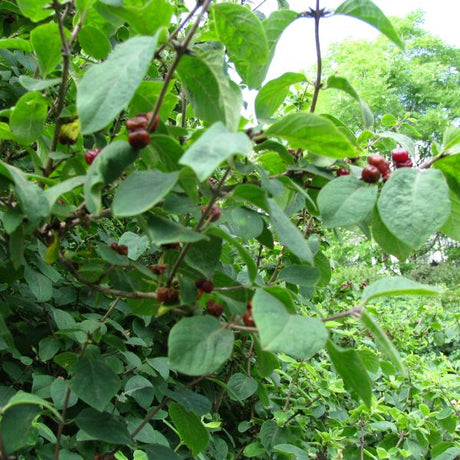 Emerald Mound Honeysuckle