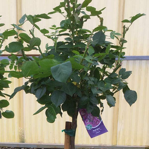 Arctic Blue Floribunda Rose Tree Form