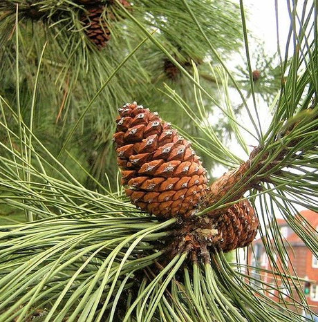 Ponderosa Pine