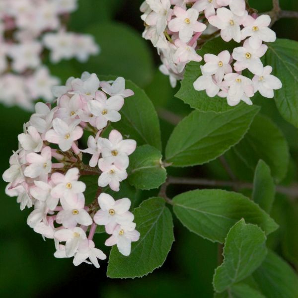 Fragrant Viburnum