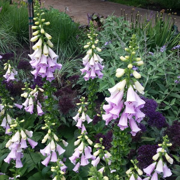 Camelot Lavender Foxglove