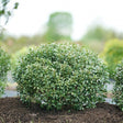 Strongbox? Inkberry Holly