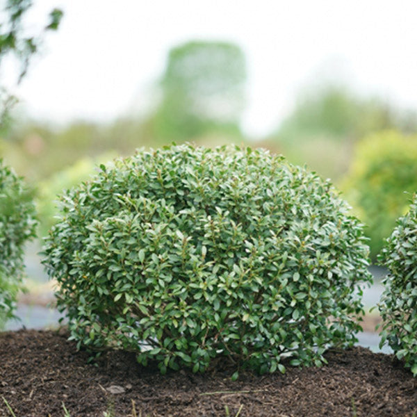 Strongbox? Inkberry Holly