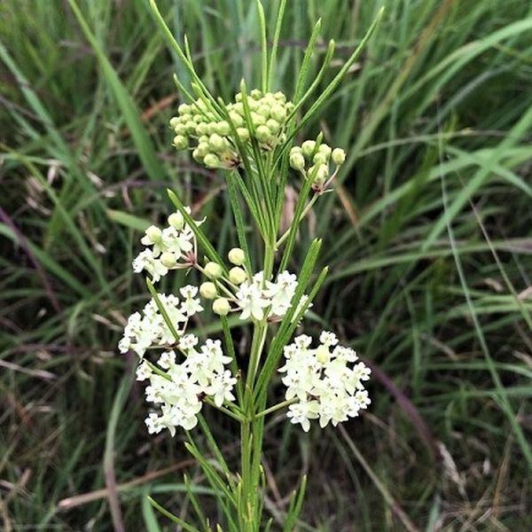 Whorled Milkweed