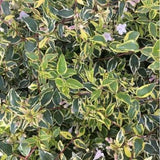 Twist of Lime Abelia