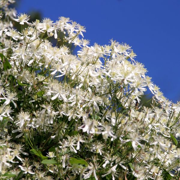 Terniflora Clematis