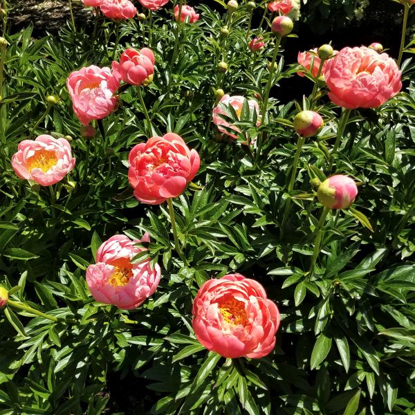 Coral Sunset Peony