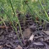 Jersey Giant Asparagus Plant