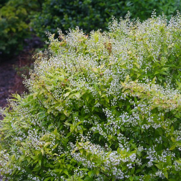 Chardonnay Pearls&reg; Deutzia