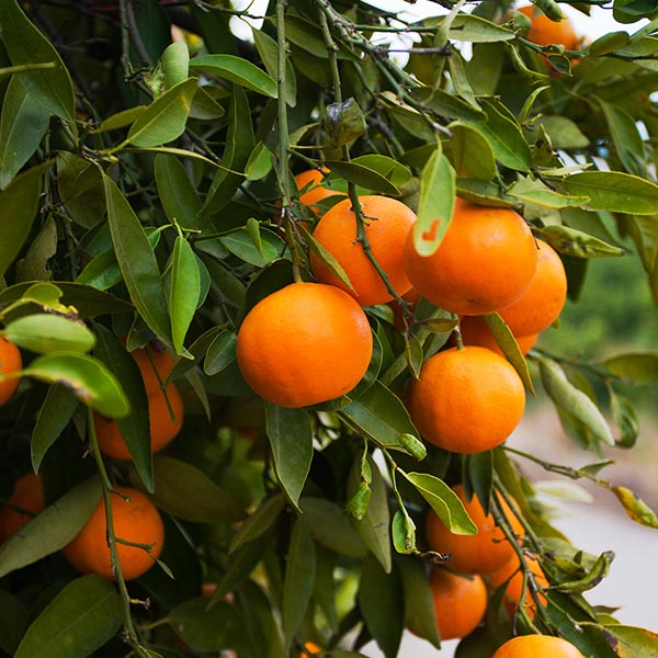 Fukamoto Orange Tree