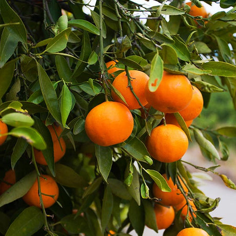 Fukamoto Orange Tree