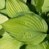 Gold Standard Hosta