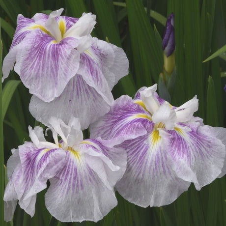 Dinner Plate&trade; Cupcake Japanese Iris