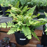 Christmas Fern