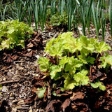 Lime Rickey Coral Bells