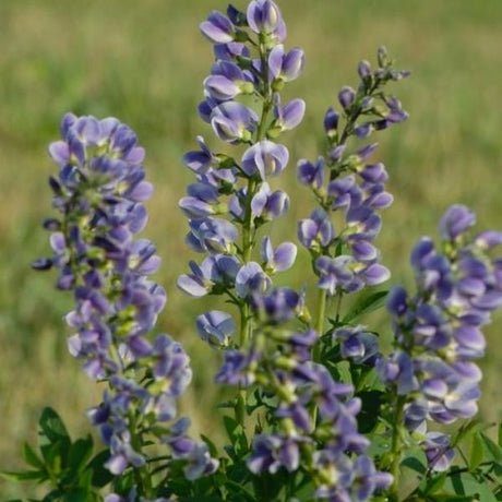 Starlite Prairieblues&trade; False Indigo