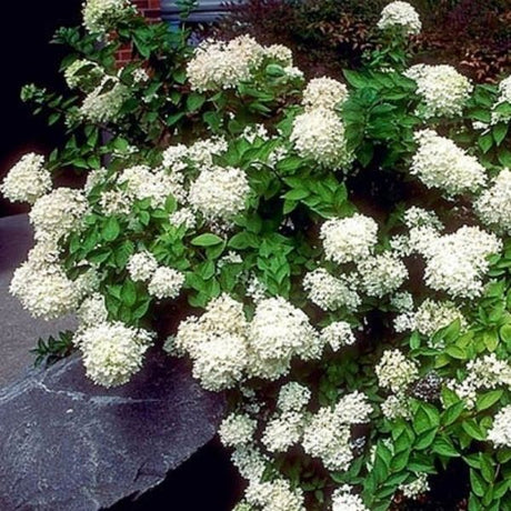 PeeGee Panicle Hydrangea