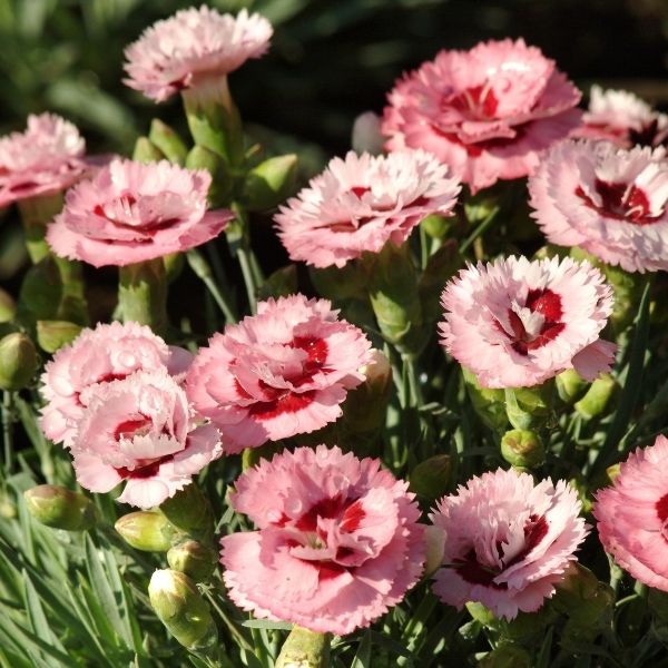 Scent First&reg; Raspberry Surprise Dianthus