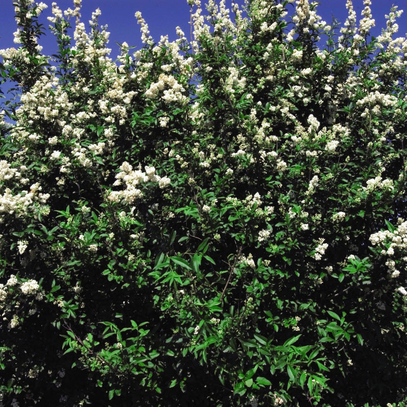 Cheyenne Privet