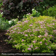 Proven Winner&reg; Color Choice&reg; Double Play Big Bang&reg;Spiraea