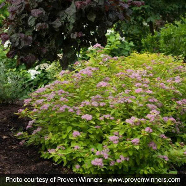 Proven Winner&reg; Color Choice&reg; Double Play Big Bang&reg;Spiraea