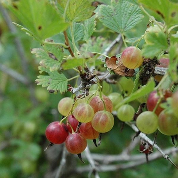 Pixwell Gooseberry Bush