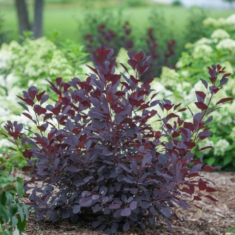 Winecraft Black&reg; Smokebush