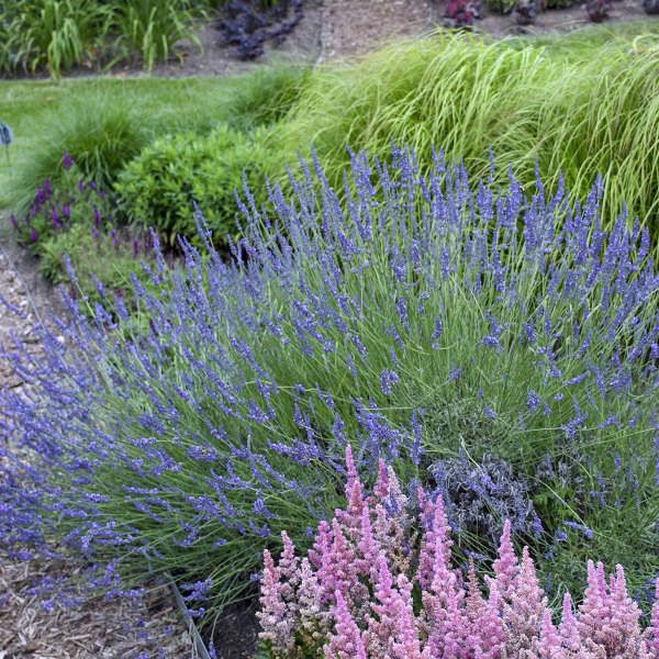 Phenomenal French Lavender