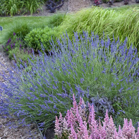 Phenomenal French Lavender