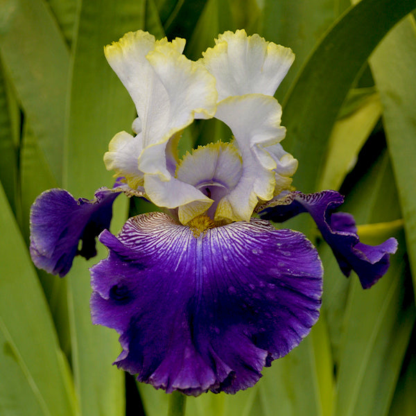 Slovak Prince Tall Bearded Iris