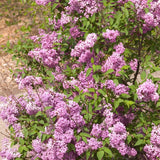 Persian Lilac