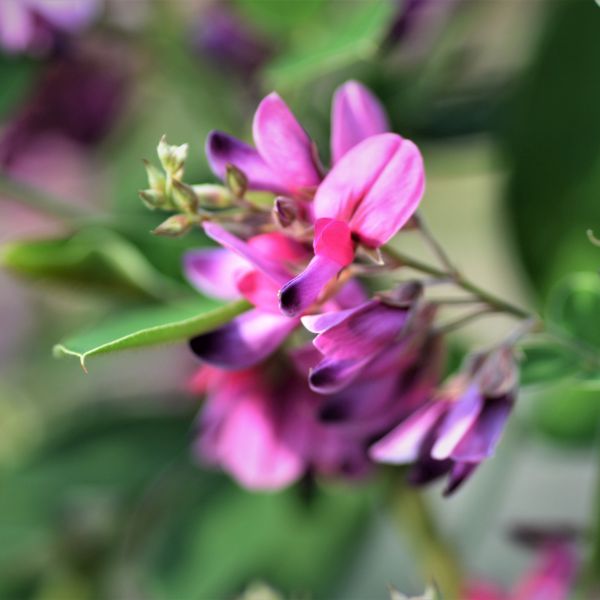 Gibraltar Bush Clover