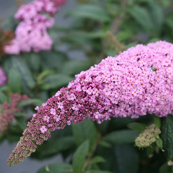 Pugster Pink&reg; Butterfly Bush