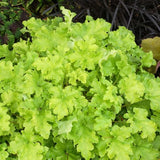Lime Marmalade Coral Bells