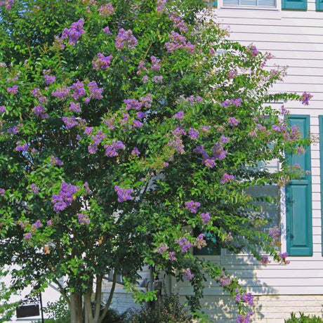 Zuni Crape Myrtle