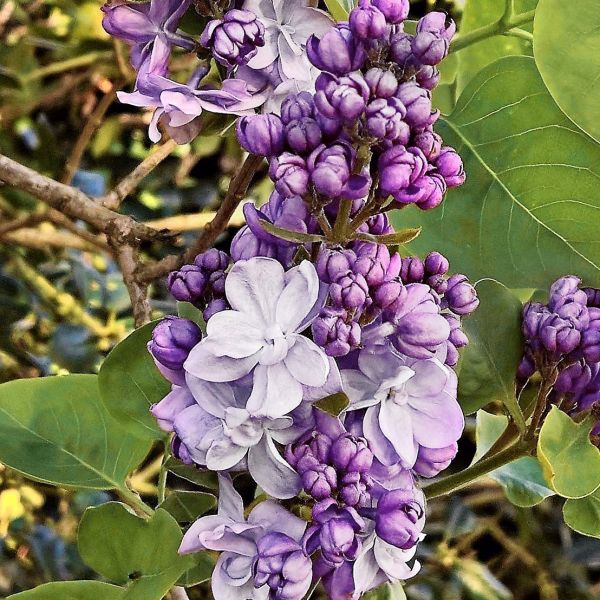 Scentara&reg; Double Blue Lilac