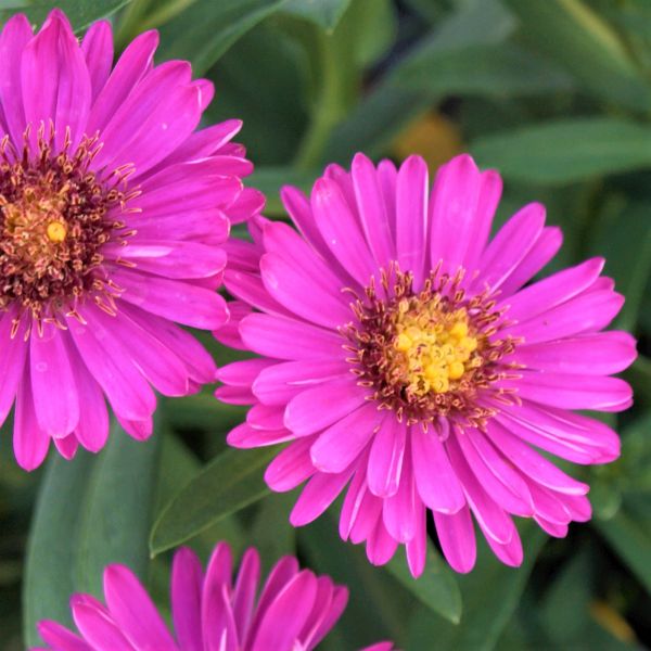 Alert Dwarf Aster