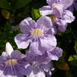 Lavender Trumpet Vine