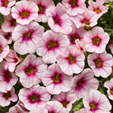 Cherry Blossom Superbells Calibrachoa