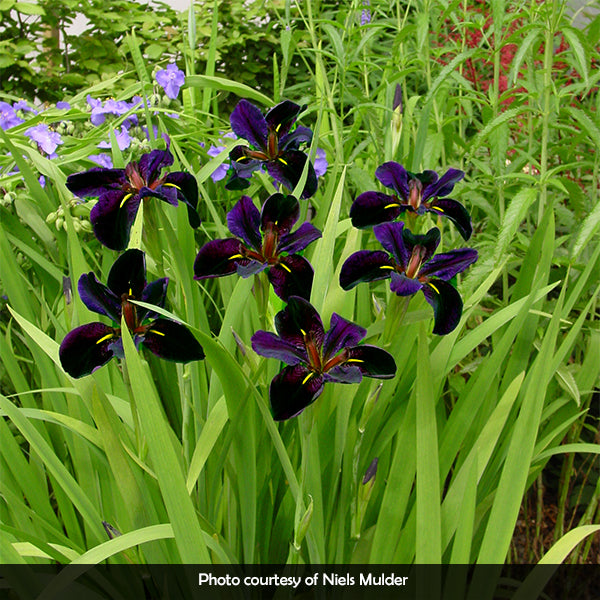 Iris Black Gamecock