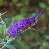 First Editions&reg; Psychedelic Sky&trade; Butterfly Bush