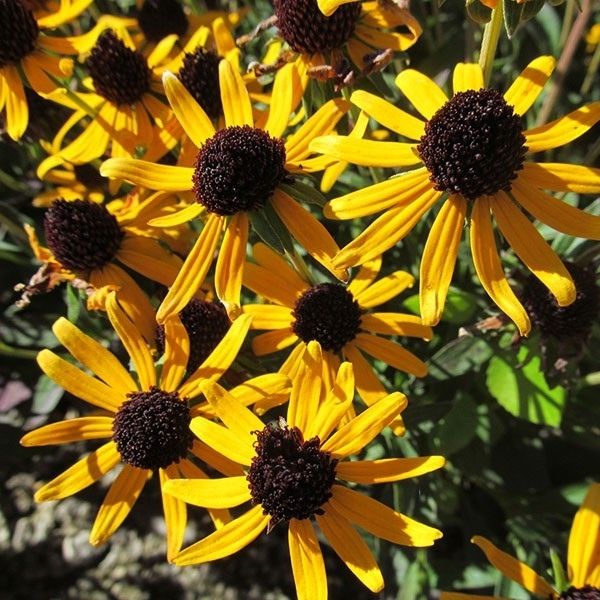 Deamii Black-Eyed Susan