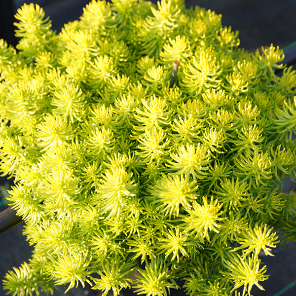 Prima Angelia Sedum