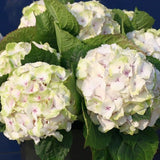 Everlasting&trade; Noblesse Hydrangea