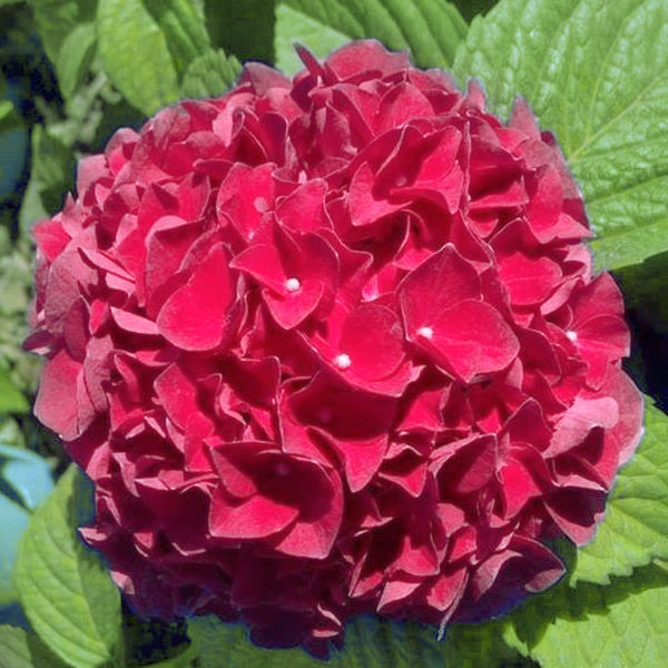 Grateful Red® Bigleaf Hydrangea