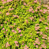 First Editions&reg; Sundrop&trade; Spirea